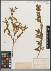 Foto von Salix triandra L.